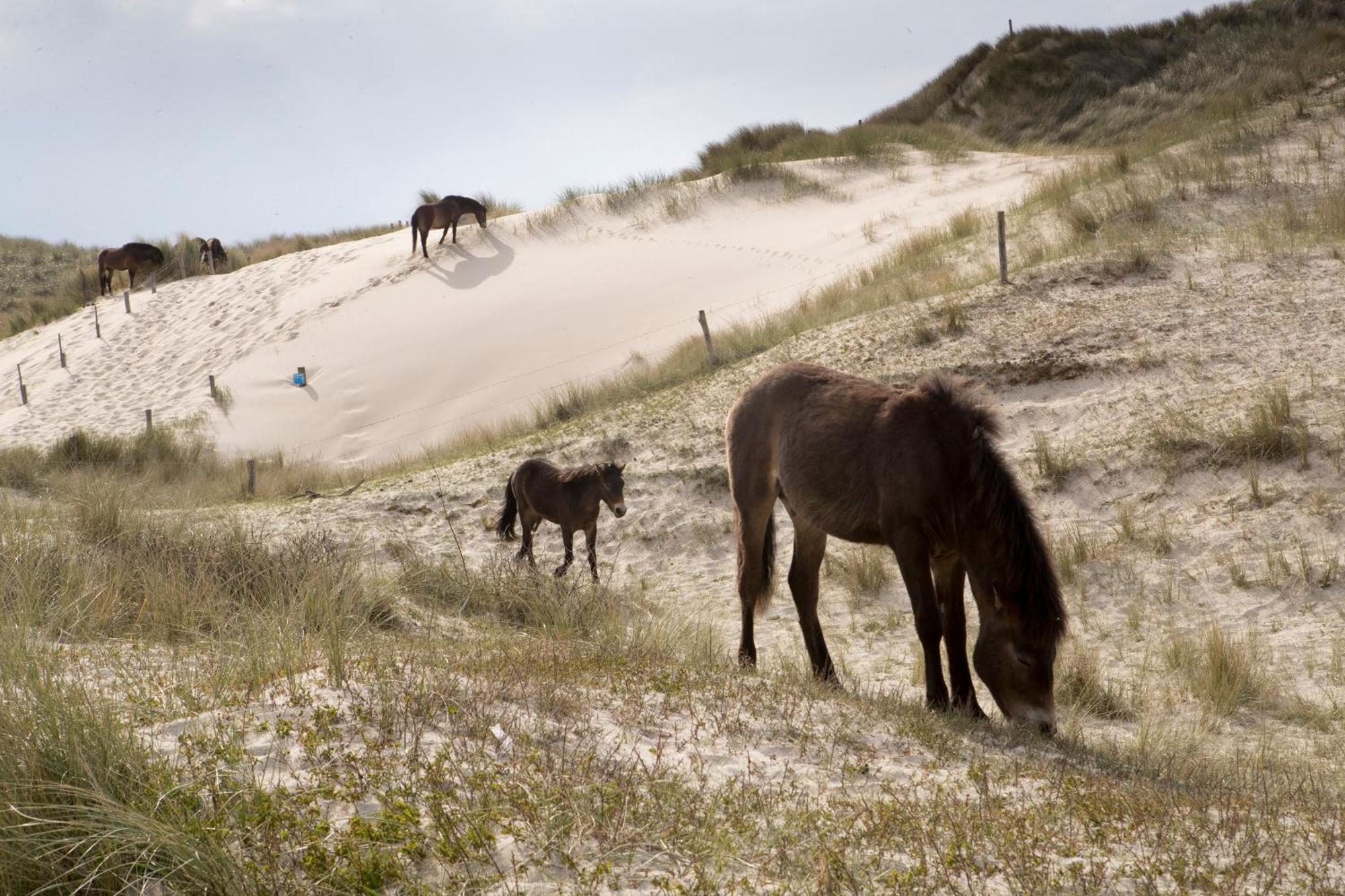 Aan Zee En Duin Ferienhaus